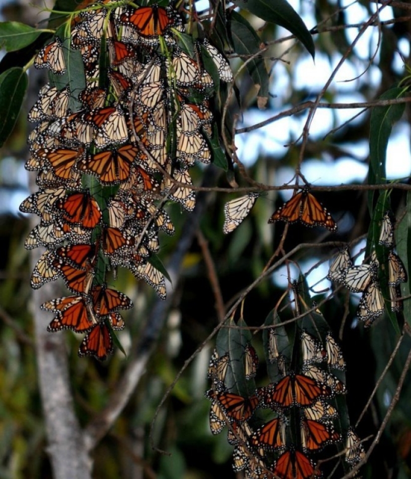 Migration Of Monarch Butterflies Pictolic