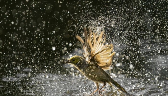 BirdLife Australia Photography Awards 2023: The Best Shots Of Australian Birds