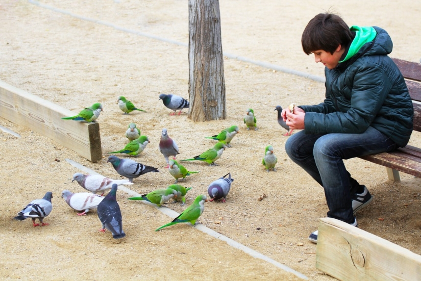 10 places where the usual pigeons are replaced by exotic animals