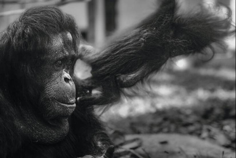 13 New Photos Of Majestic Animals I Took At The Zoo