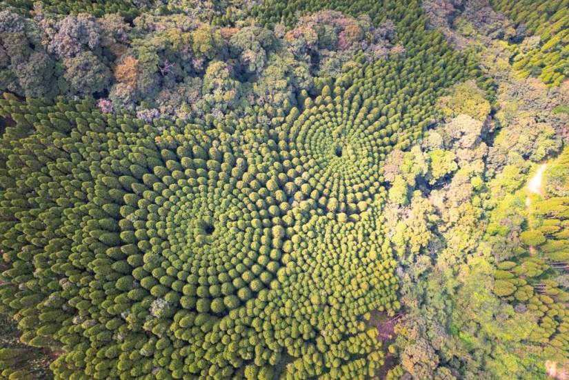 Los Misteriosos C Rculos De Rboles En Jap N Son El Resultado De Un