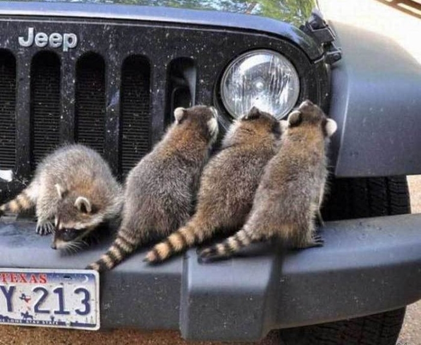 100 coolest Raccoon Photos of all time 100 coolest Raccoon Photos of all time