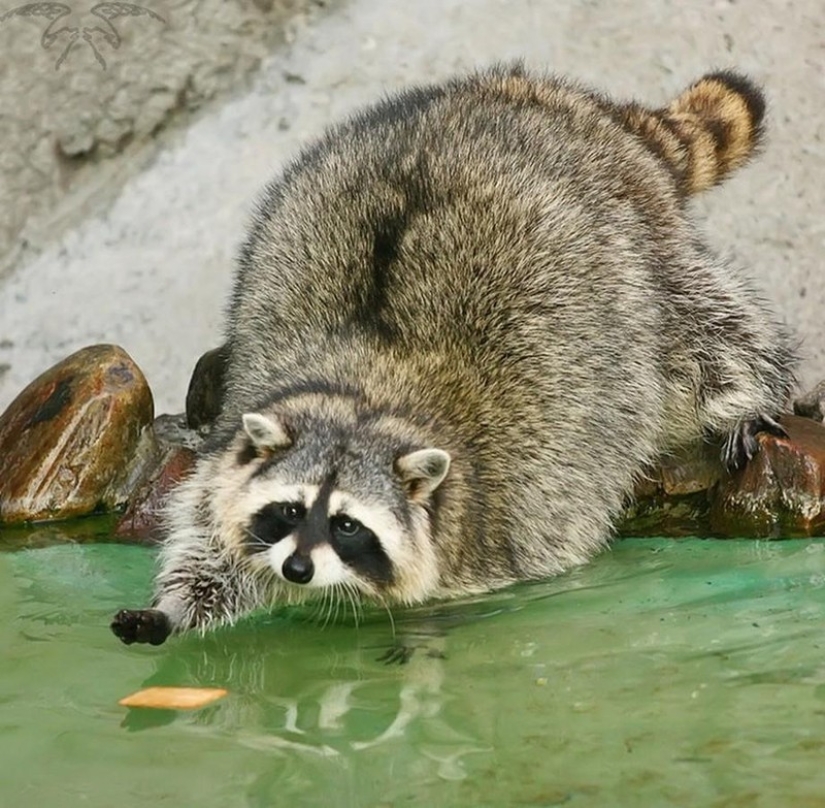 100 coolest Raccoon Photos of all time 100 coolest Raccoon Photos of all time