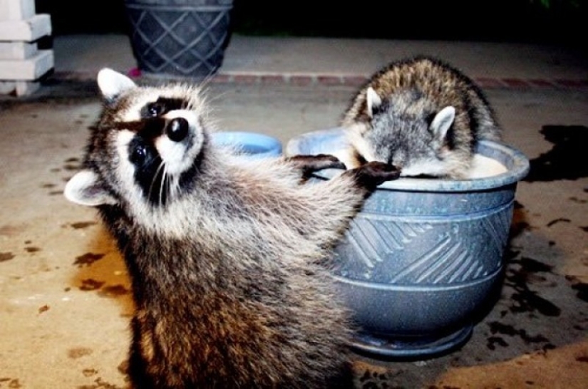 100 coolest Raccoon Photos of all time 100 coolest Raccoon Photos of all time