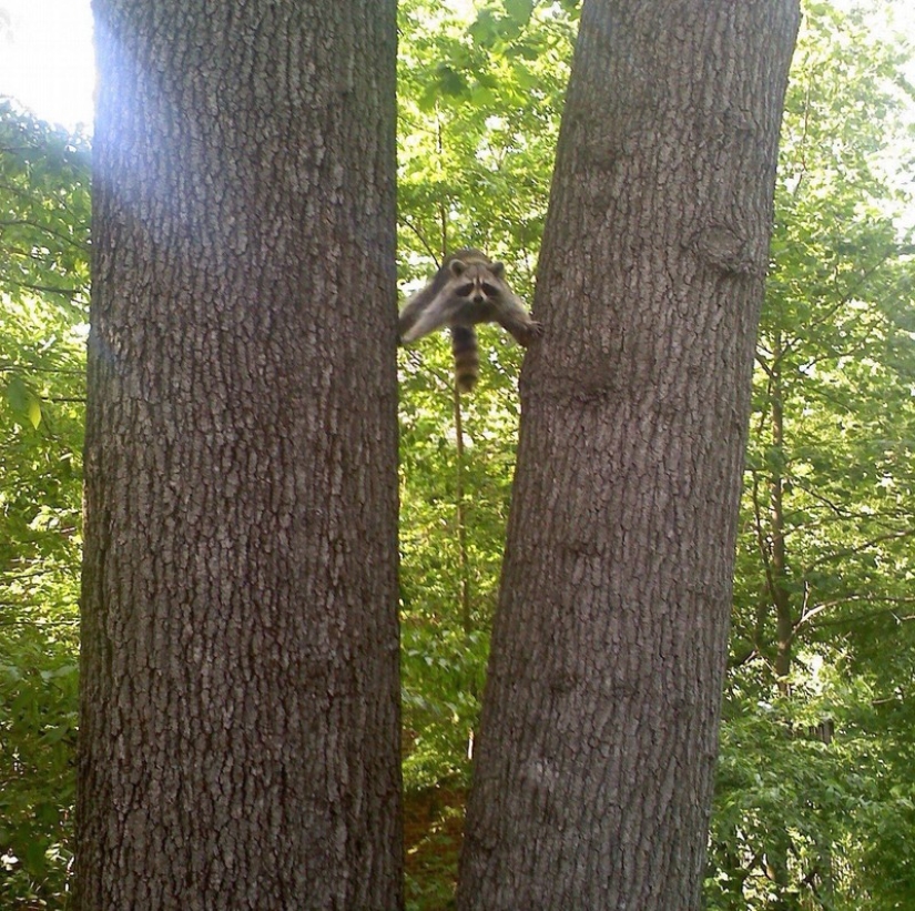 100 coolest Raccoon Photos of all time 100 coolest Raccoon Photos of all time