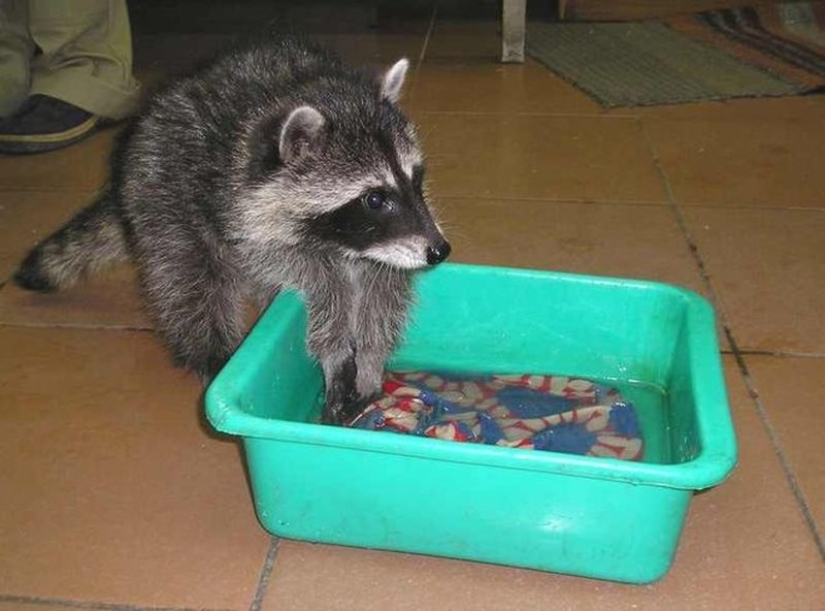 100 coolest Raccoon Photos of all time 100 coolest Raccoon Photos of all time