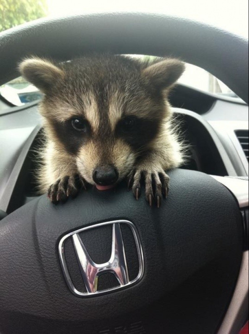 100 coolest Raccoon Photos of all time 100 coolest Raccoon Photos of all time
