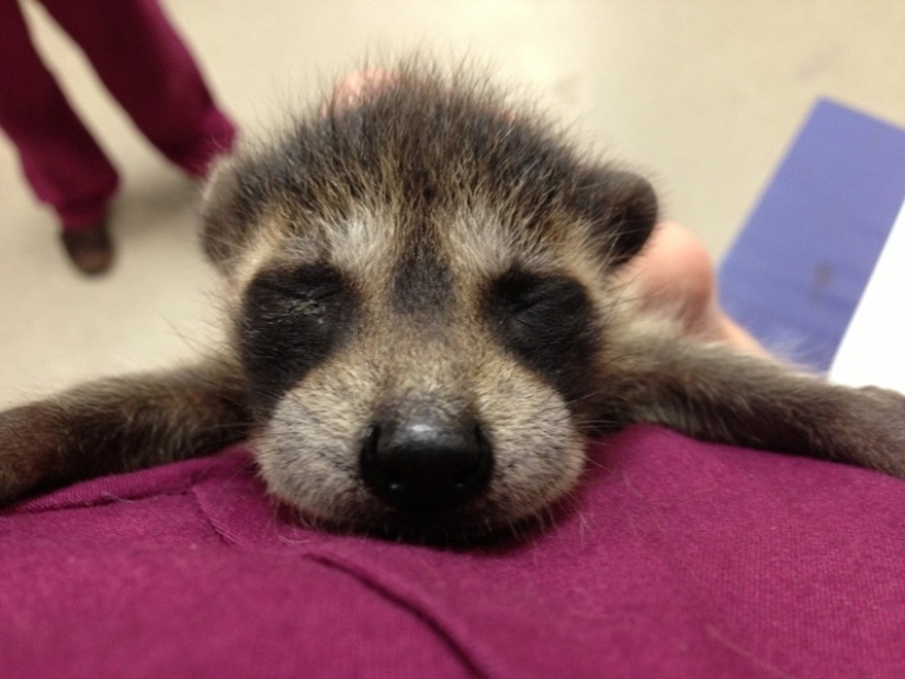 100 coolest Raccoon Photos of all time 100 coolest Raccoon Photos of all time