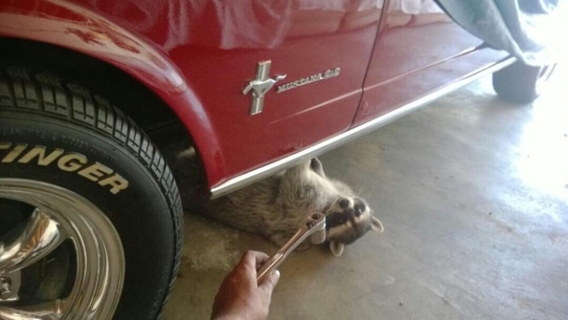 100 coolest Raccoon Photos of all time 100 coolest Raccoon Photos of all time