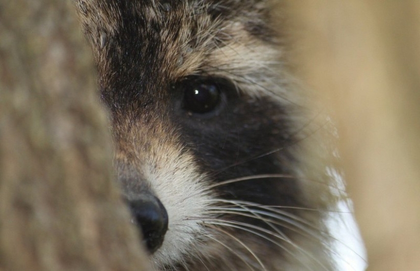 100 coolest Raccoon Photos of all time 100 coolest Raccoon Photos of all time