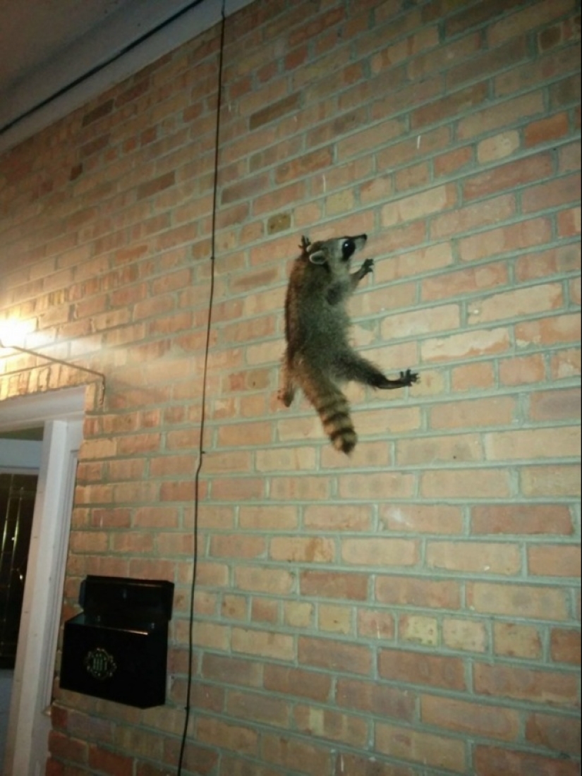 100 coolest Raccoon Photos of all time 100 coolest Raccoon Photos of all time