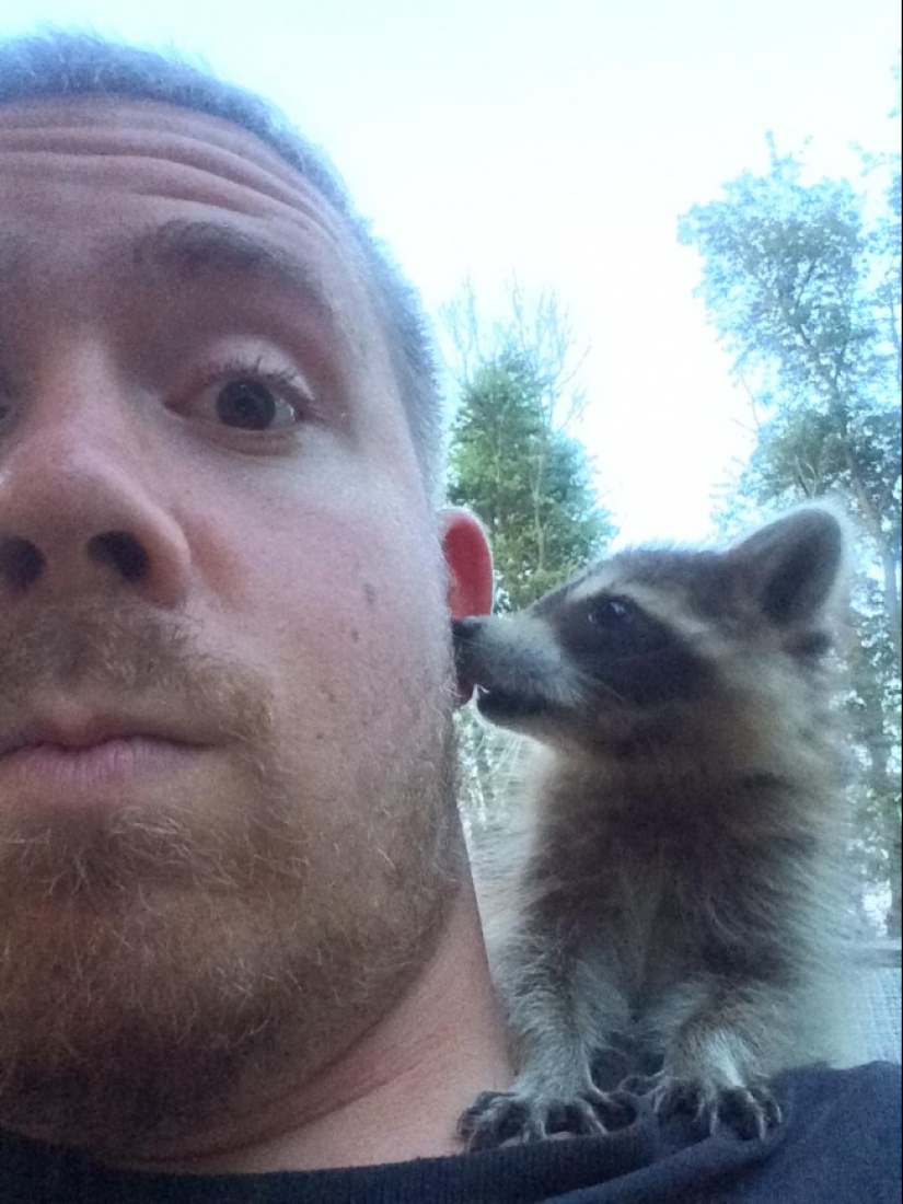 100 coolest Raccoon Photos of all time 100 coolest Raccoon Photos of all time
