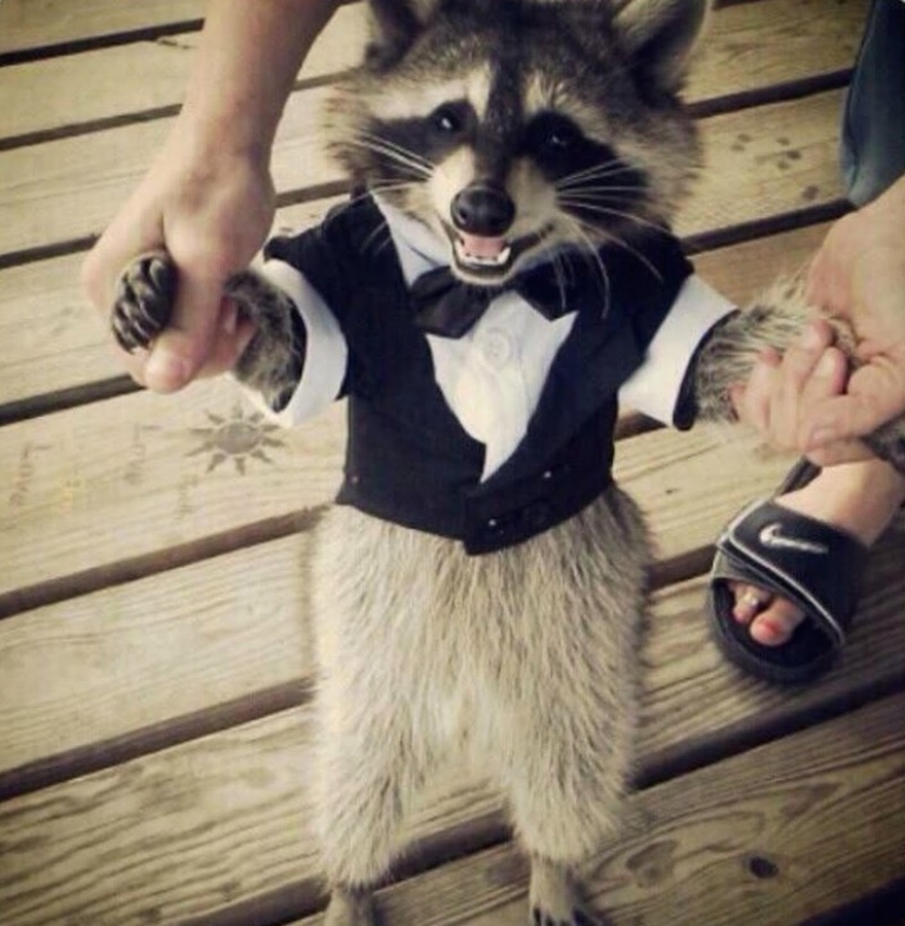 100 coolest Raccoon Photos of all time 100 coolest Raccoon Photos of all time