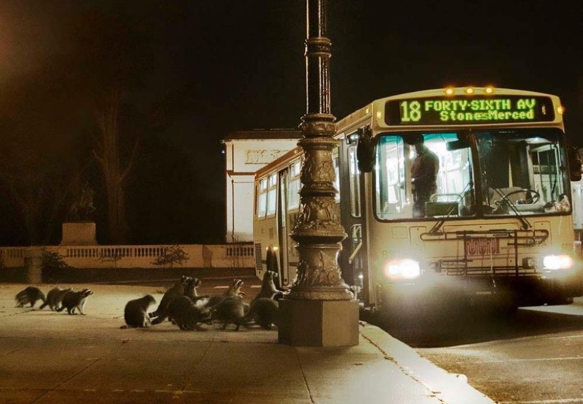 100 coolest Raccoon Photos of all time 100 coolest Raccoon Photos of all time