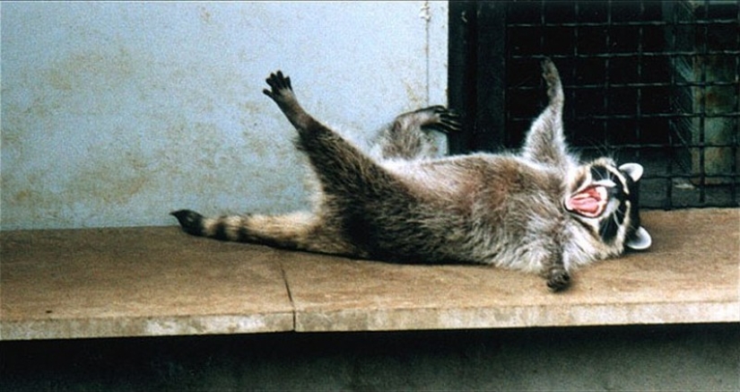 100 coolest Raccoon Photos of all time 100 coolest Raccoon Photos of all time