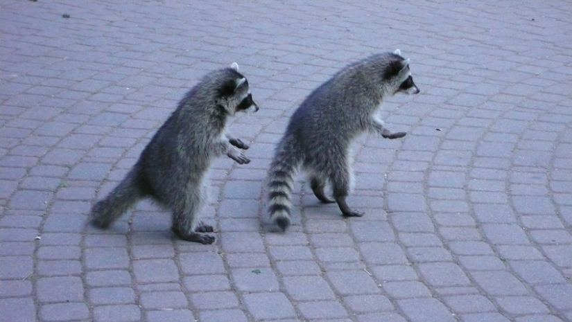 100 coolest Raccoon Photos of all time 100 coolest Raccoon Photos of all time