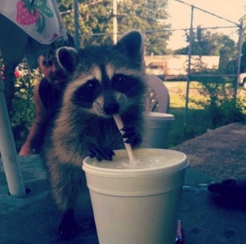 100 coolest Raccoon Photos of all time 100 coolest Raccoon Photos of all time