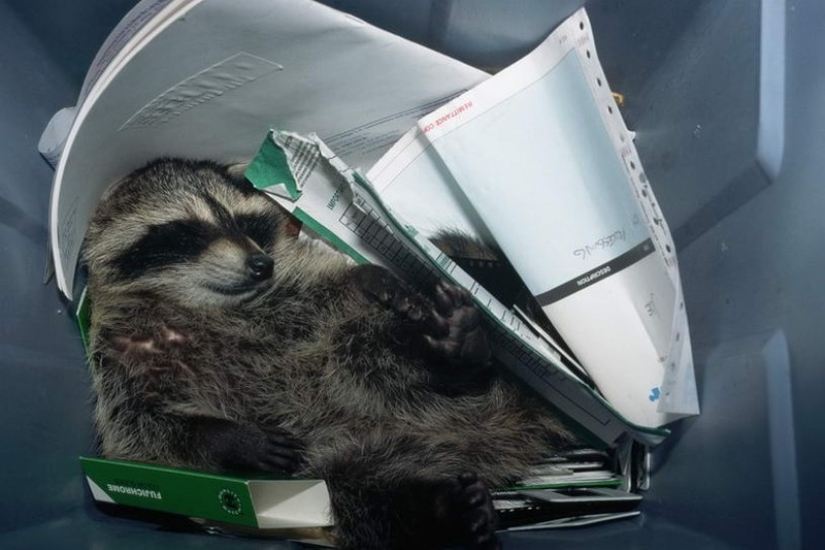 100 coolest Raccoon Photos of all time 100 coolest Raccoon Photos of all time