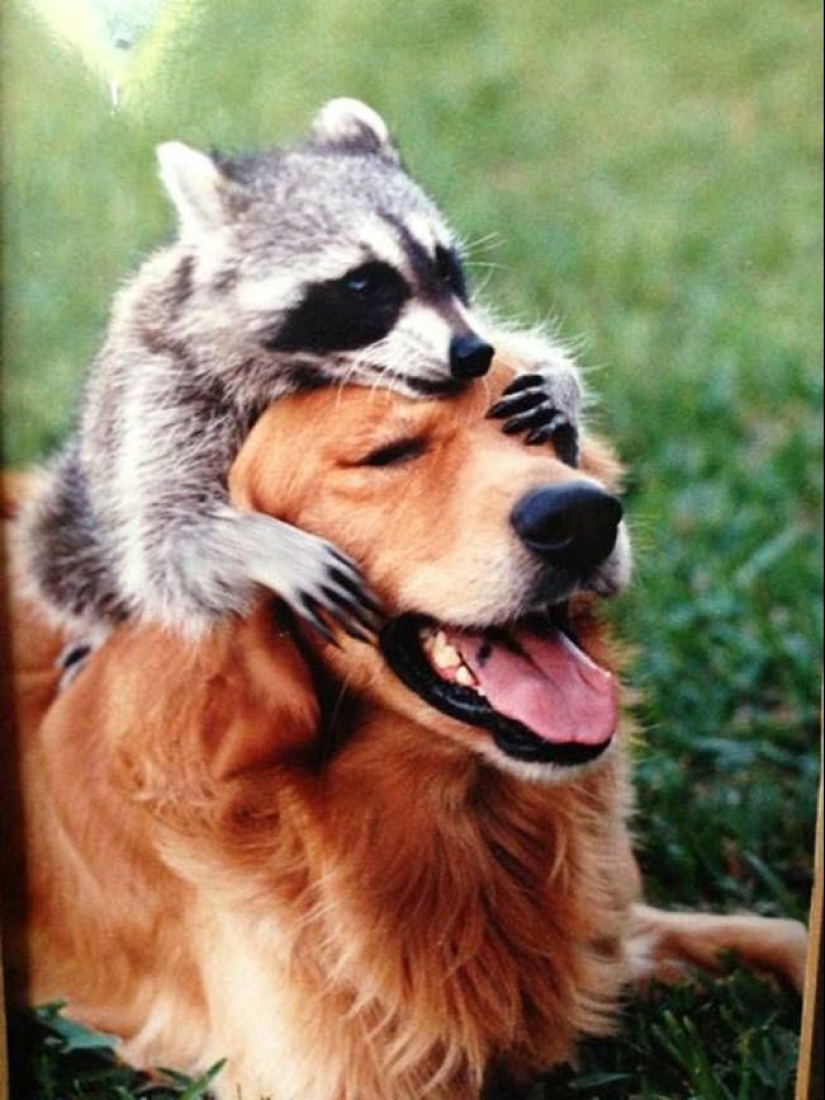 100 coolest Raccoon Photos of all time 100 coolest Raccoon Photos of all time