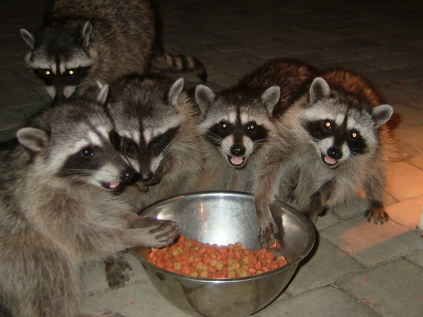 100 coolest Raccoon Photos of all time 100 coolest Raccoon Photos of all time