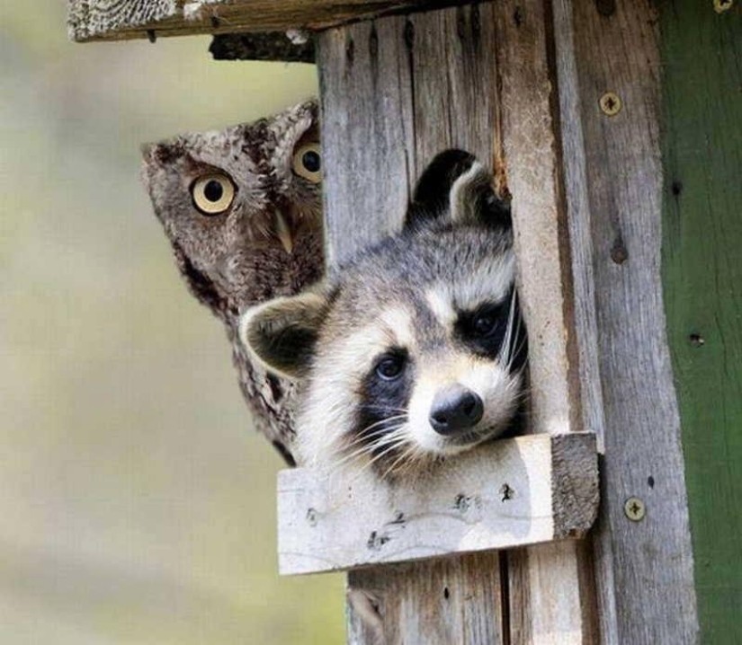 100 coolest Raccoon Photos of all time 100 coolest Raccoon Photos of all time