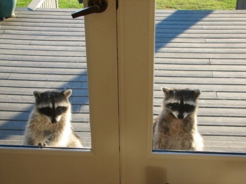 100 coolest Raccoon Photos of all time 100 coolest Raccoon Photos of all time