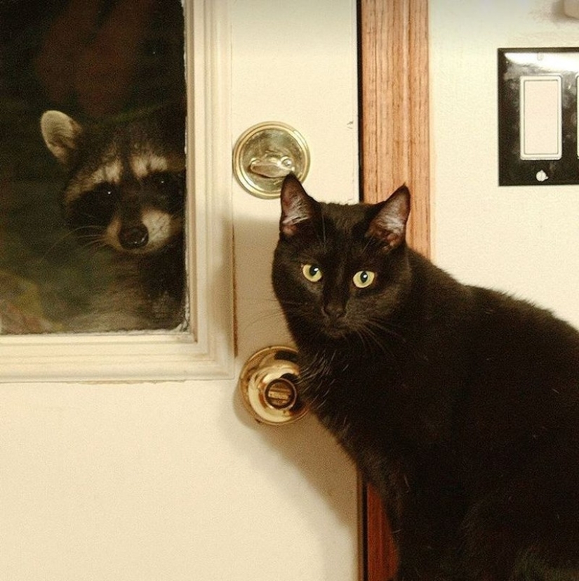 100 coolest Raccoon Photos of all time 100 coolest Raccoon Photos of all time