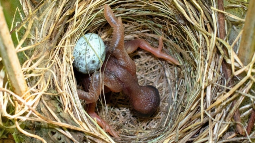 How does a cuckoo manage to throw eggs into other people's nests How does a cuckoo manage to throw eggs into other people's nests