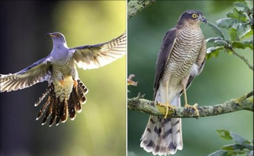 How does a cuckoo manage to throw eggs into other people's nests How does a cuckoo manage to throw eggs into other people's nests