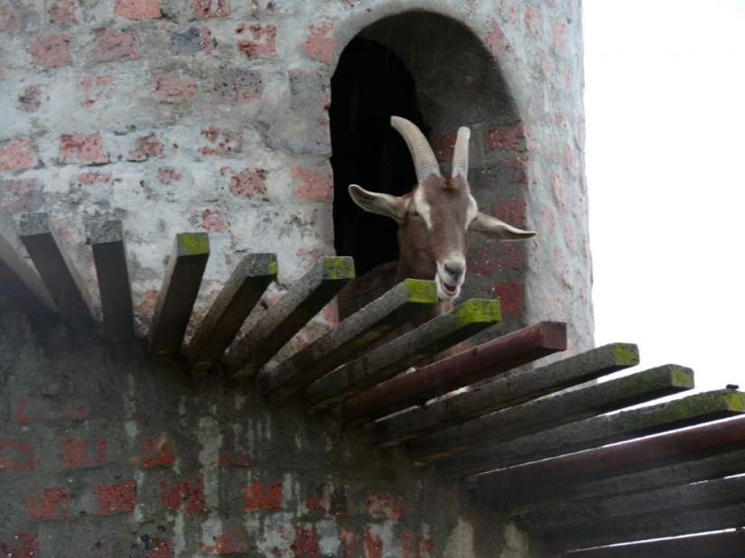 Goat tower