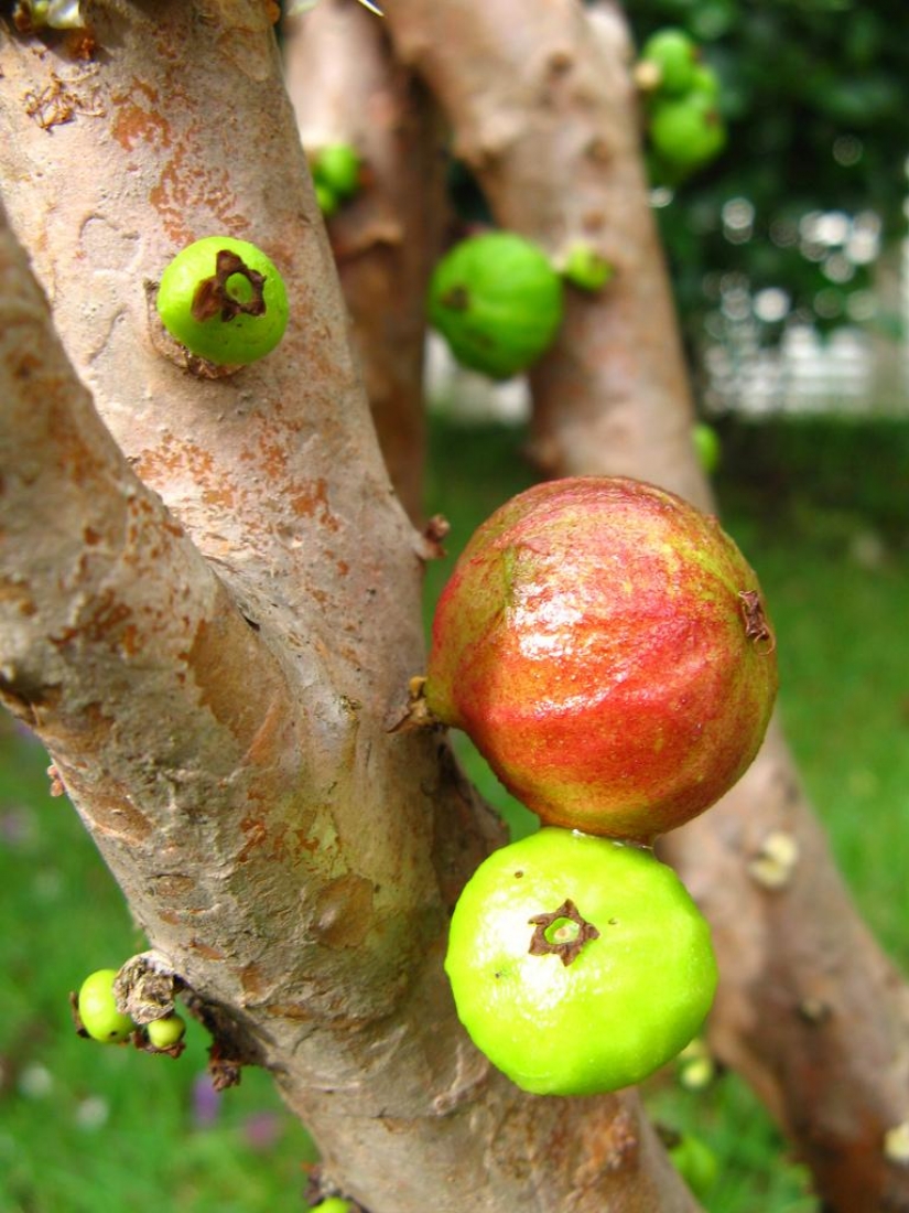 Jabuticaba — amazing tree