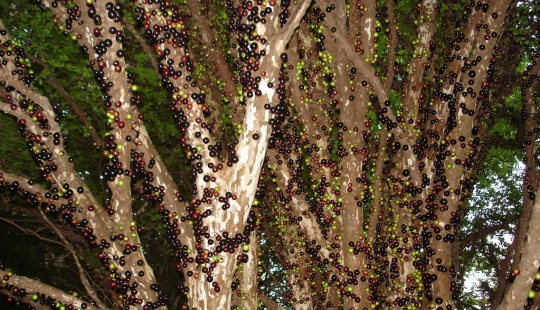 Jabuticaba — amazing tree