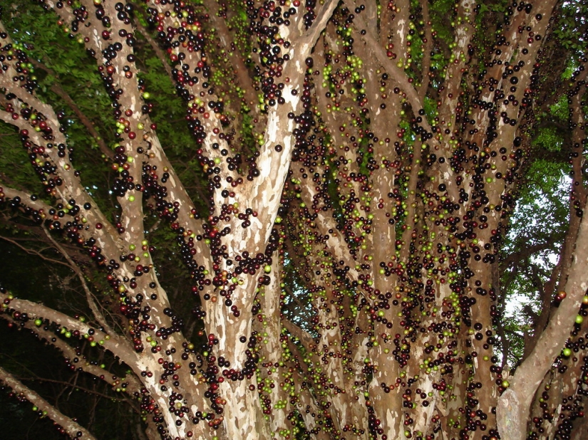 Jabuticaba — increíble árbol