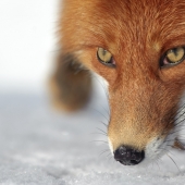 "The Foxes Of Kamchatka". Festival of wildlife photographers Montier-en-Der