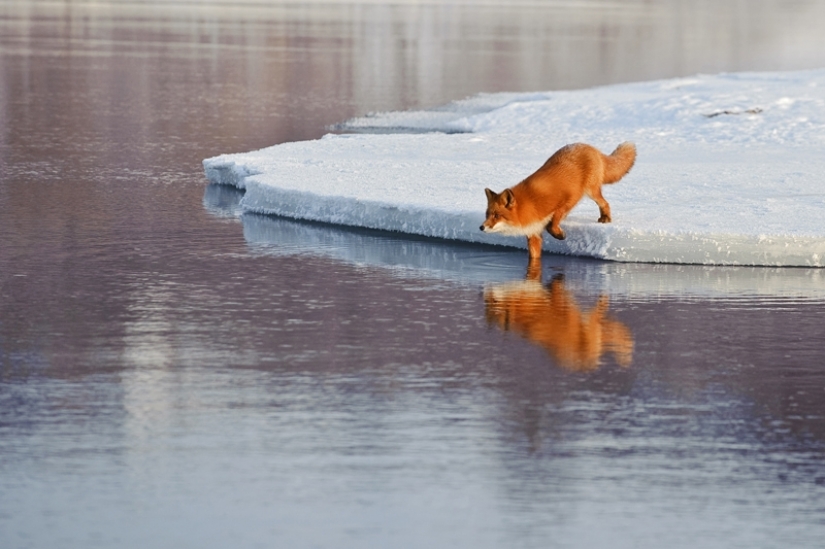 "The Foxes Of Kamchatka". Festival of wildlife photographers Montier-en-Der