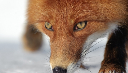 "The Foxes Of Kamchatka". Festival of wildlife photographers Montier-en-Der