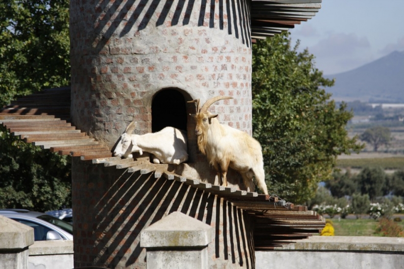Torre de la cabra