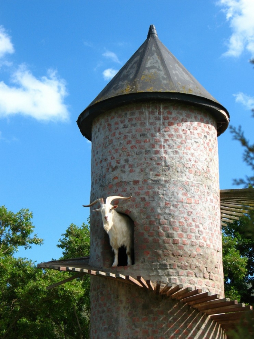 Torre de la cabra