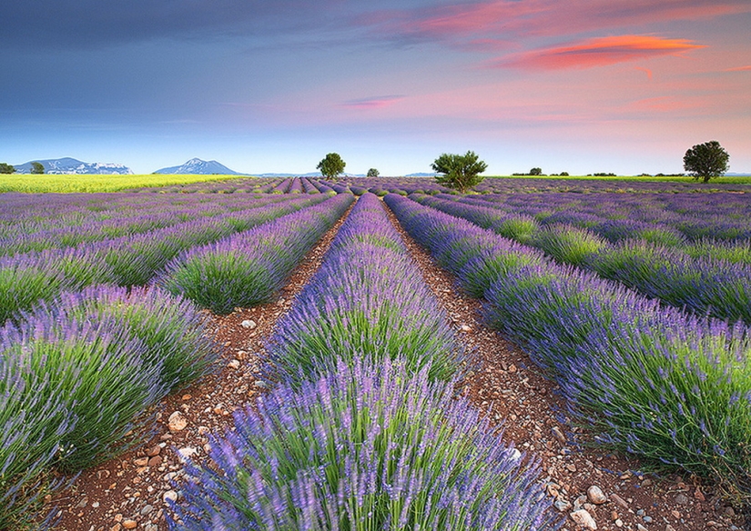 Amazing lavender fields around the world