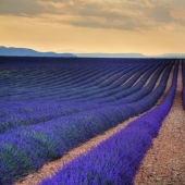 Amazing lavender fields around the world