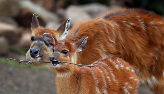 Brothers our smaller