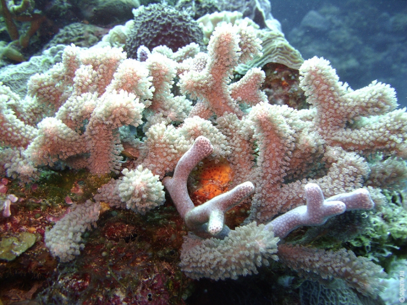 Buceo en la isla de Cozumel