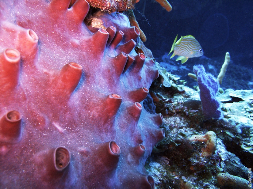 Buceo en la isla de Cozumel