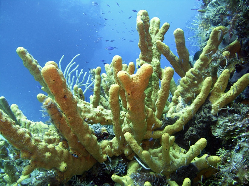 Buceo en la isla de Cozumel