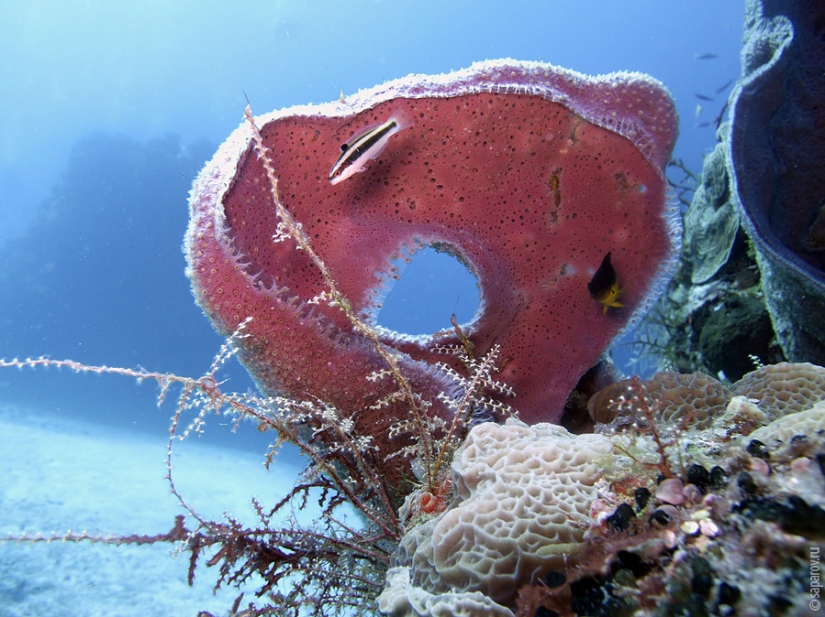 Buceo en la isla de Cozumel