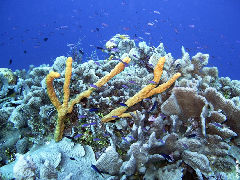 Buceo en la isla de Cozumel