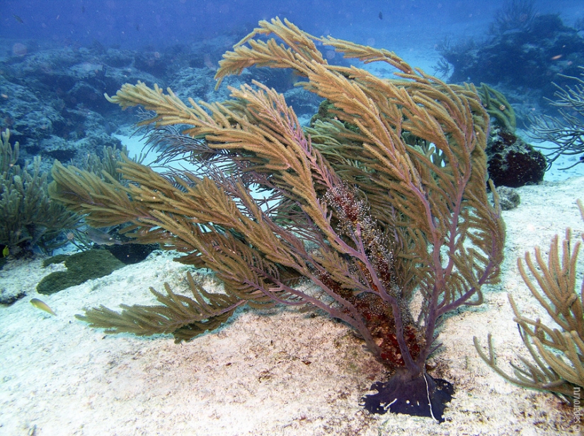 Buceo en la isla de Cozumel