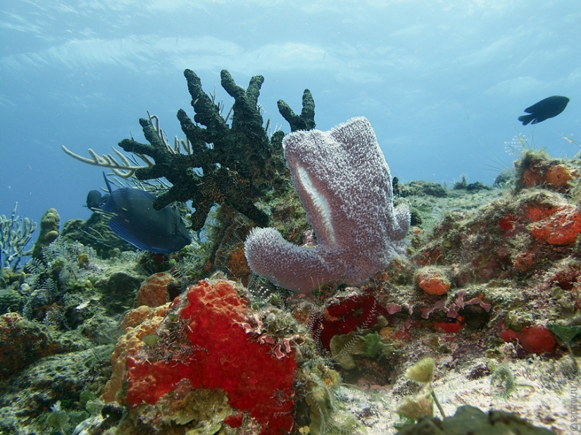 Buceo en la isla de Cozumel