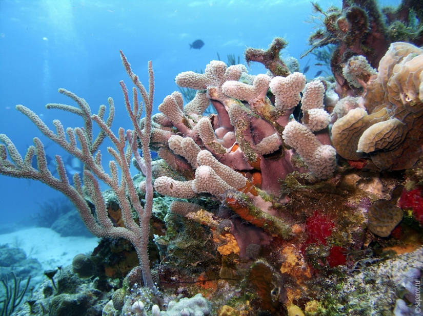 Buceo en la isla de Cozumel