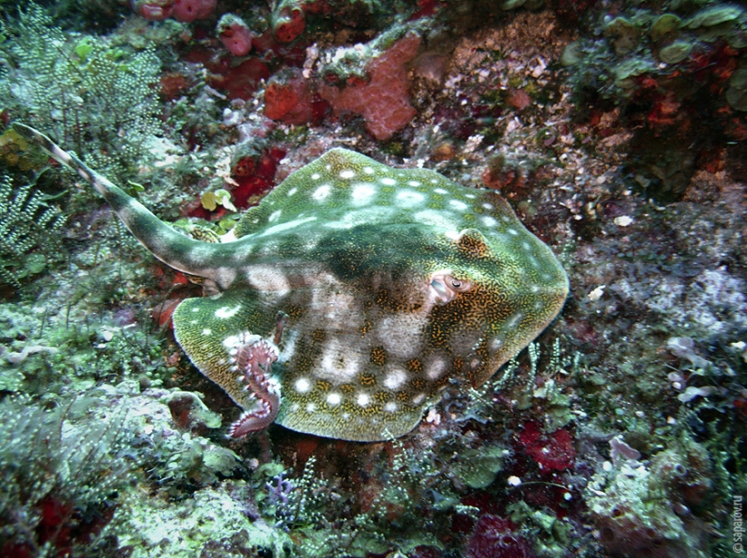 Buceo en la isla de Cozumel